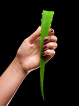 Aloe Vera