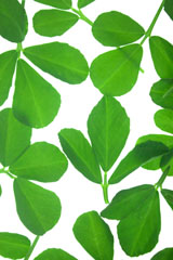 Fenugreek Leaves