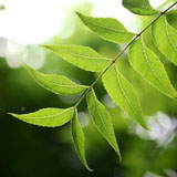 Neem Paste