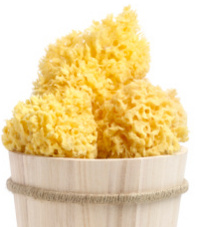 Natural Sea Sponges