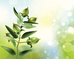 Jojoba Oil For Acne
